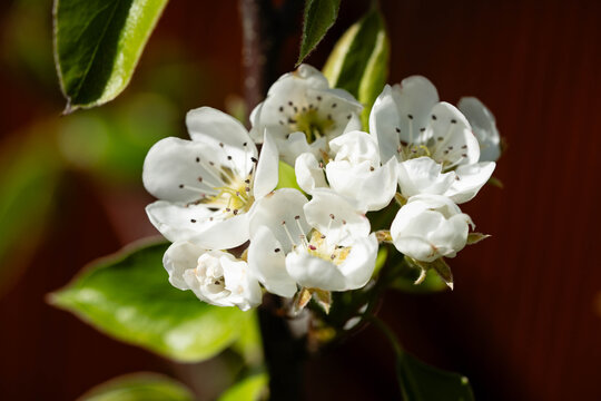 Birnen Pyrus  im Alten Land bei Hamburg