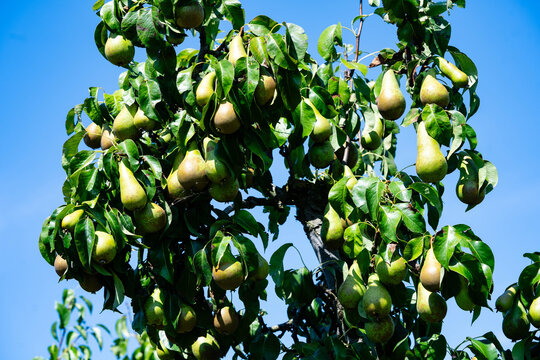 Birnen Pyrus  im Alten Land bei Hamburg
