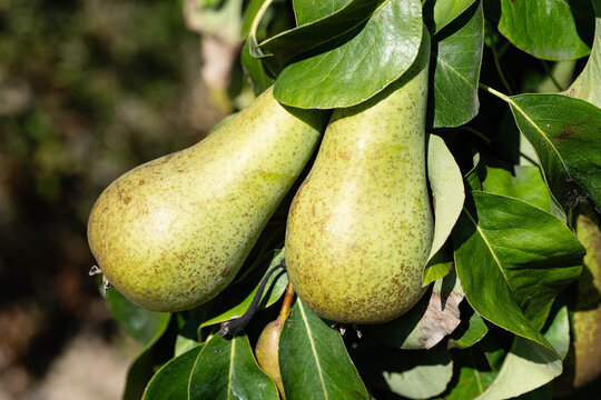 Birnen Pyrus  im Alten Land bei Hamburg