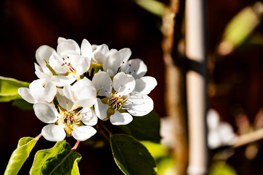 Birnen Pyrus  im Alten Land bei Hamburg