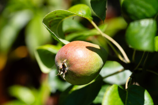 Birnen Pyrus  im Alten Land bei Hamburg