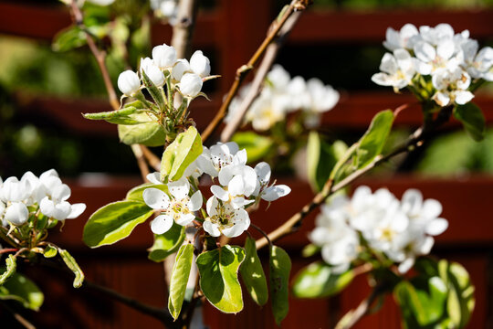 Birnen Pyrus  im Alten Land bei Hamburg