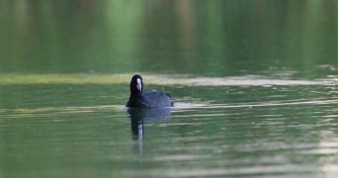 Eurasian coot swimming towards camera on lake in golden hour sunset light slow motion