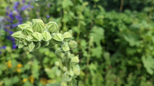 Green flower buds Hollyhock growing in garden close up, nature new beginning gardening detail