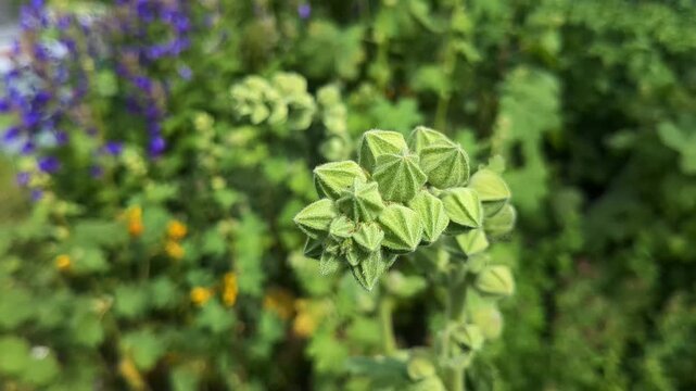 Green Hollyhock flower buds in garden, patterns in garden close up