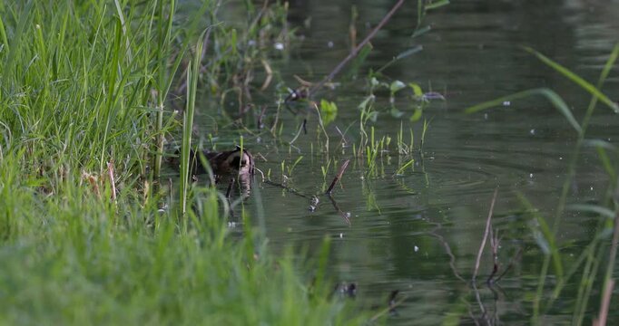 Juvenile eurasian moorhen swimming along shoreline pecking grass and vanishing behind tree trunk in golden hour sunset light slow motion