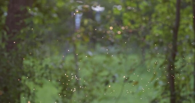 Swarm of insects flying in air backchained by golden hour sunset light against green foliage slow motion