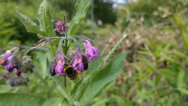 Bumble bee collecting and carrying pollen in pollen baskets, flying and pollinating flowers, pollination detail