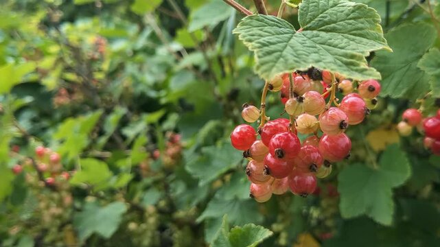 Red currant berries growing in garden, gardening healthy food close up