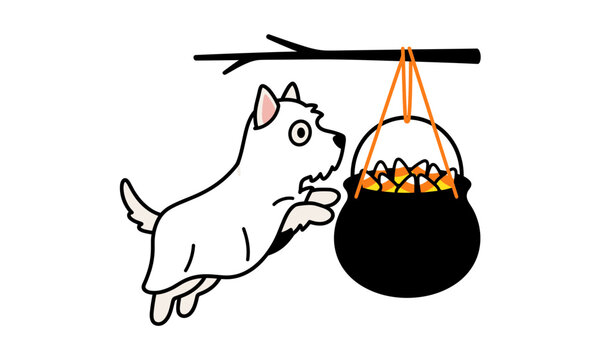 Westie dog jumping near halloween cauldron with candy corn 