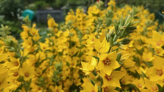Bright yellow flowers Lysimachia punctata loosestrife growing in garden