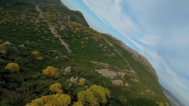 Cinematic FPV drone footage flying in close proximity to the treetops down a hillside blanketed in blooming yellow Mount Etna broom toward Canyon Gorropu, Baunei, Sardinia.