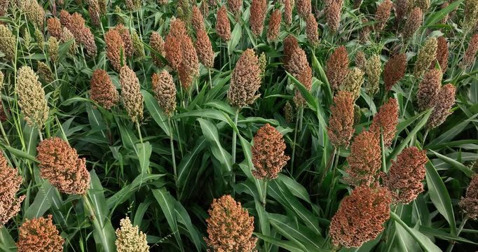 Jowar grain sorghum crop farm in growth at field