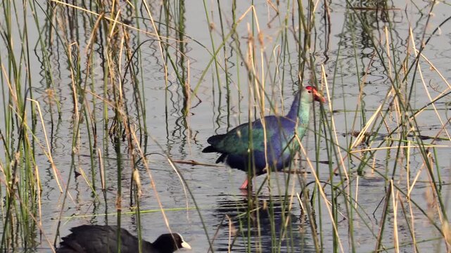 Grey-headed Swamphen Swimming in Natural Wetland Habitat Purple Waterbird Stock Footage. Vibrant Purple Swamphen Bird Wading Through Lake Reeds and Marsh Grass.