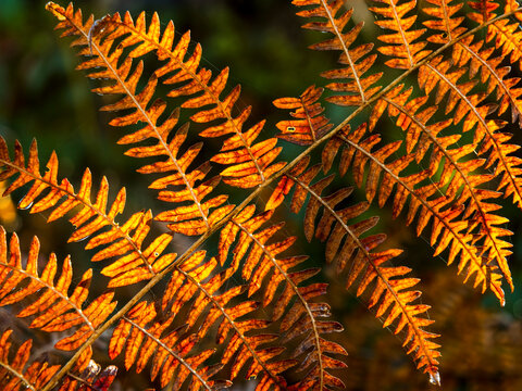 Golden brown autumn fern leaves backlit by soft sunlight, highlighting seasonal nature and forest exploration, outdoor adventure tourism concept, at the Julian Alps, Tarvisio, Friuli, Italy.