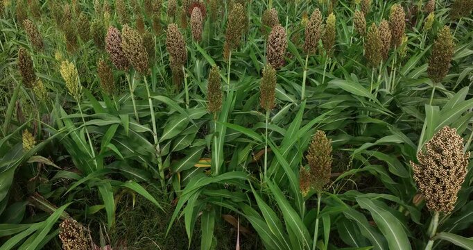 Jowar grain sorghum crop farm in growth at field