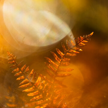 Fern leaf, nature, glowing in golden sunlight, providing a soft-focus background for tourism exploration in the wilderness of the Julian Alps, Tarvisio, Friuli, Italy, perfect for seasonal imagery.
