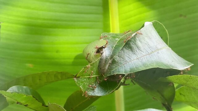 Weaver ants building nest on green mango tree leaves in tropical garden stock footage