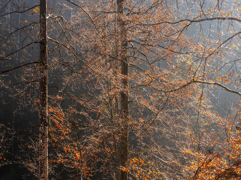 Autumn deciduous forest trees with golden leaves glow under bright sunlight in this serene nature tourism scene, capturing the essence of landscape in the Julian Alps, Tarvisio, Friuli, Italy.