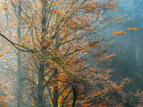 Golden autumn trees glow under soft sunlight in this misty mountain forest landscape, promoting serene nature tourism and outdoor adventure in the Julian Alps, Tarvisio, Friuli, Italy..