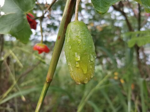 ivy gourd fruit with drops on blur background