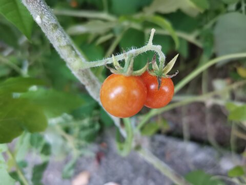 organic red tomato on tree background
