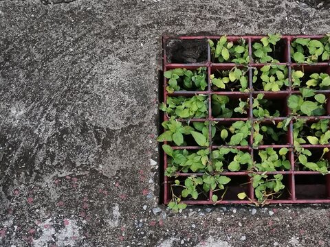 plant in gutter and cement floor background