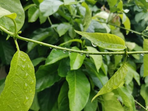 dew drops on tree branch background