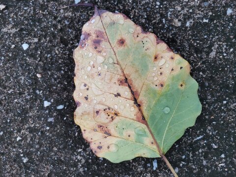 Bodhi leaf in backside with raindrops on floor background