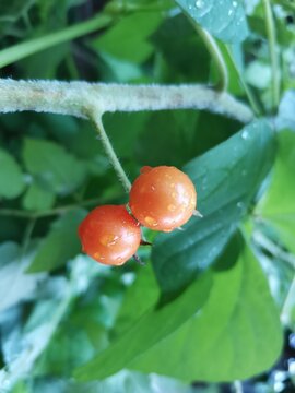 red tomato with drops produce on tree background