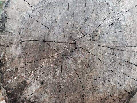 wood log texture focused on background