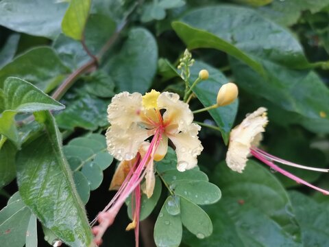 yellow peacock flower blossom in rainy season day