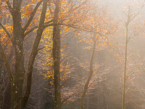 Autumn forest with golden leaves illuminated by morning sunlight in a serene outdoor setting, representing nature tourism and seasonal exploration, Julian Alps, Tarvisio, Friuli, Italy, Europe.