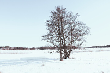 Fototapeta premium Wide landscape photograph of a cluster of leafless trees standing in a snow-covered field under a bright clear sky during a cold winter day
