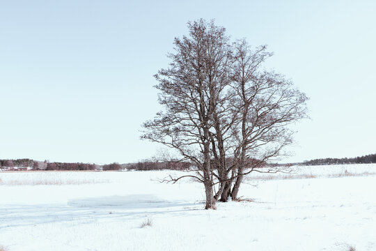 Wide landscape photograph of a cluster of leafless trees standing in a snow-covered field under a bright clear sky during a cold winter day