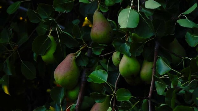 Fresh green and red pears hanging on a tree branch surrounded by lush green leaves in an orchard
