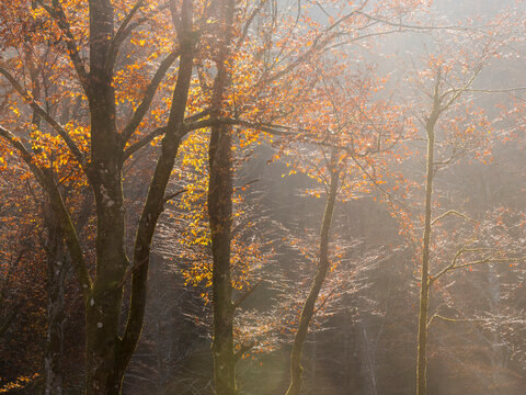 The autumn forest trees featuring golden foliage backlit by sun rays through morning mist, creating an atmospheric nature tourism experience in the Julian Alps, Tarvisio, Friuli, Italy.