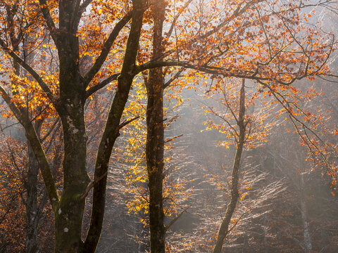 Autumn forest trees glow with vibrant orange foliage in soft sunlight, showcasing natural beauty and outdoor exploration as a prime tourism destination in the Julian Alps,Tarvisio,Friuli,Italy.