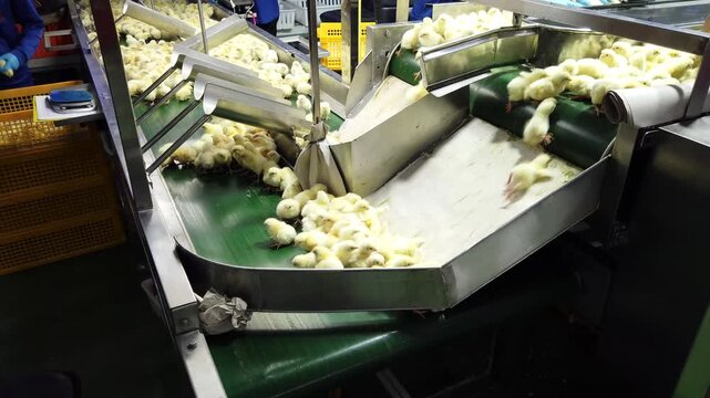 Close-up of newly hatched yellow chicks moving along a conveyor belt inside a modern commercial hatchery. The chicks are being transported through the hatchery process before health inspection, sortin