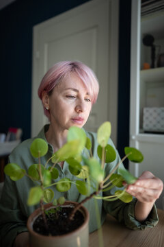 Pink haired woman examines potted pilea leaves beside zamioculcas at home gardening desk, practicing attentive foliage maintenance, sustainable living and mindful connection with indoor nature.