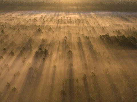Aerial drone view of dramatic golden sunbeams piercing through thick morning fog over the Omma raba bog and pine forest in Estonia.