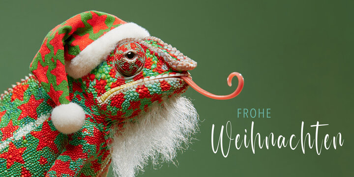 Frohe Weihnachten Tier Konzept Gru&szlig;karte Postkarte lang mit deutschem Text - Cooles lustiges Cham&auml;leon mit Nikolausm&uuml;tze oder Weihnachtsmannm&uuml;tze, isoliert auf gr&uuml;nem Hintergrund