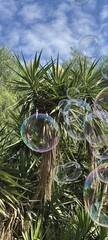 Soap bubbles drifting over a garden yucca plant © ESTHER