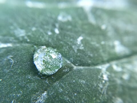 Close-up of a dew drop on a green leaf