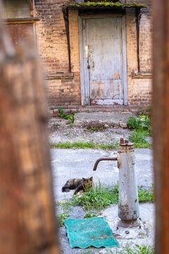 Domestic cat Felis catus resting by vintage water pump in old courtyard outdoor photograph