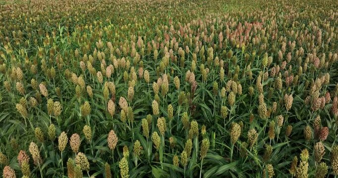Jowar grain sorghum crop farm in growth at field