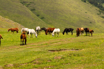Naklejka premium A herd of horses roaming freely through the spectacular mountain landscapes of Tusheti