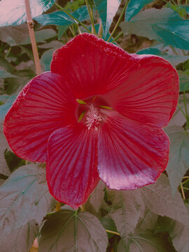 red hibiscus flower