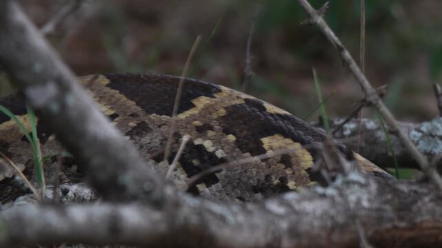 indian rock python, Indian python on studio background ,Indian Rock Python close up showing detailed scales and forked tongue tasting the air in natural habitat. python vidies, 
