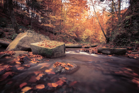 perfect autumn landscape, scenic morning in the forest, fast stream between beech trees and gold leaves...exclusive - this image is sell only on Adobe stock